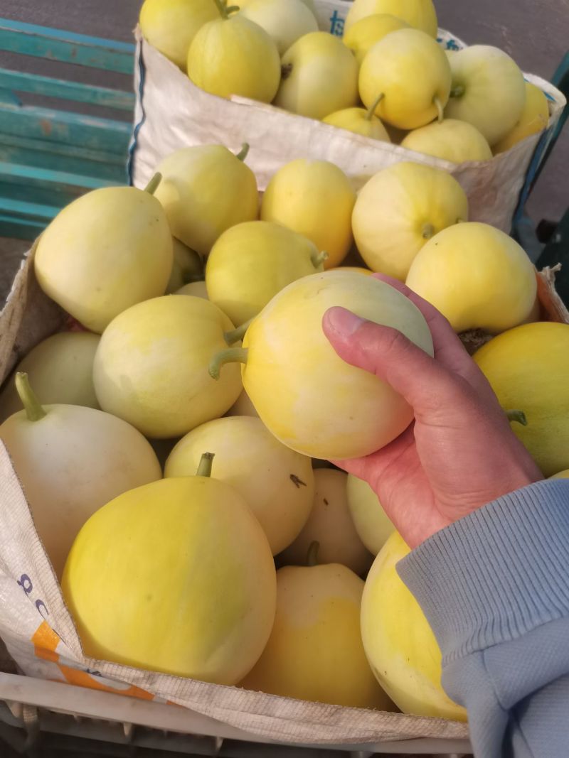 甜瓜大量上市中
