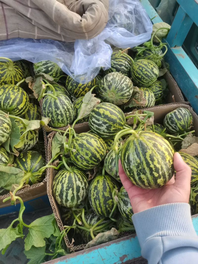甜瓜大量上市中
