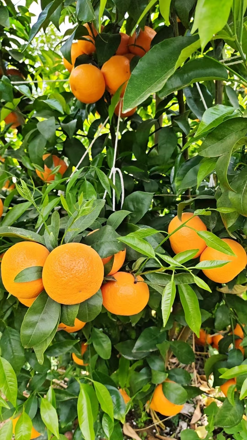 云南大理宾川沃柑