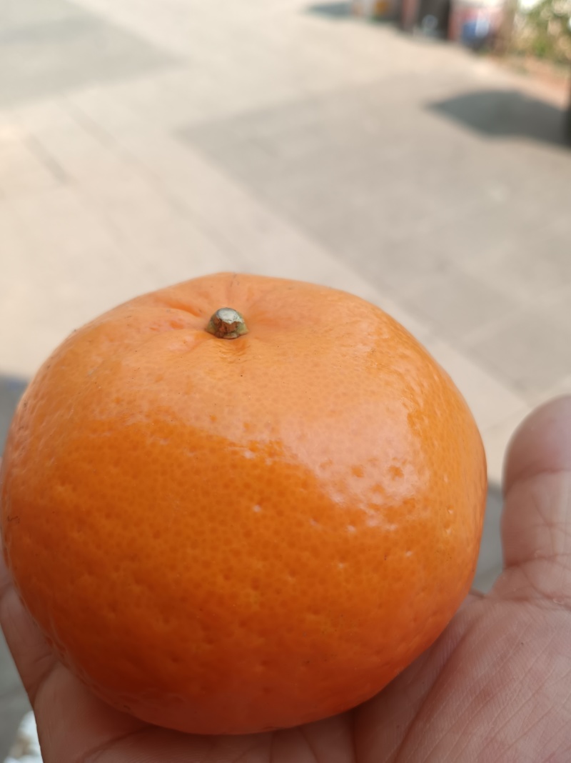 云南大理宾川沃柑