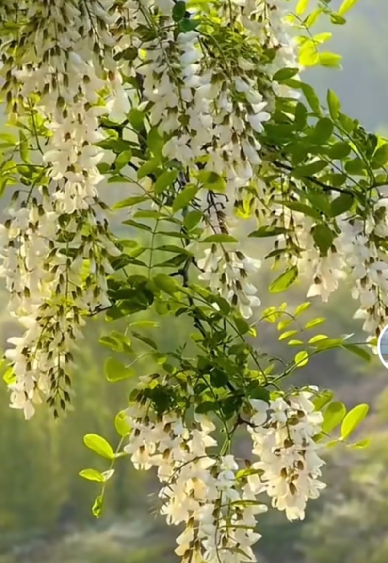 河南大量当天洋槐花