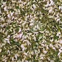河南大量当天洋槐花