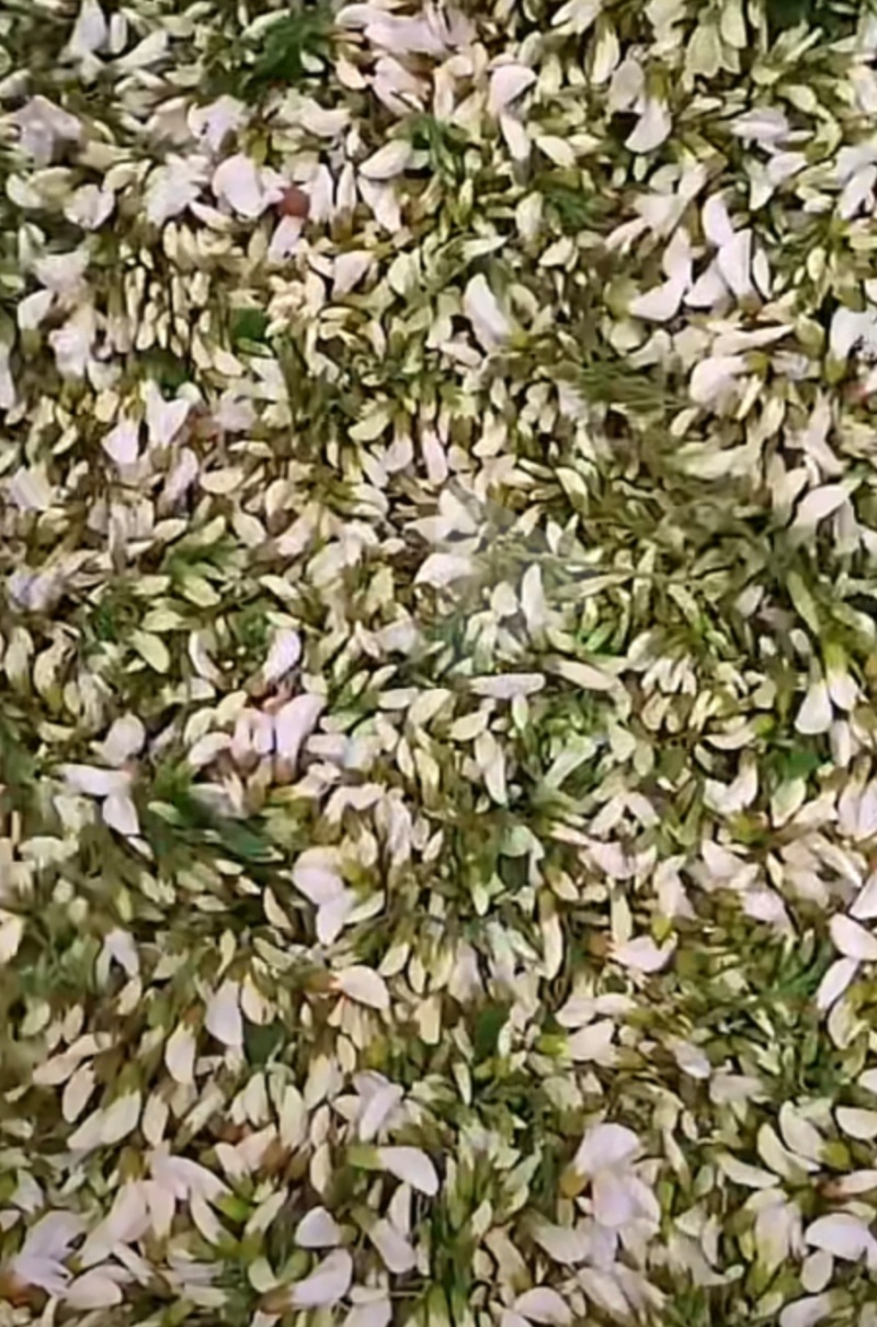 河南大量当天洋槐花