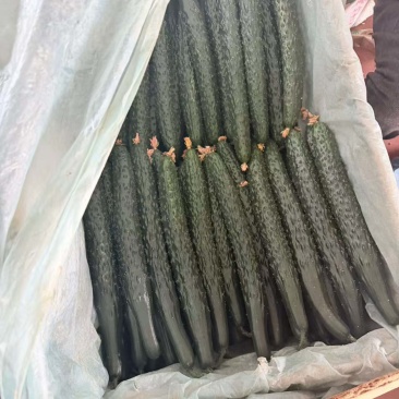 精品黄瓜大量有货