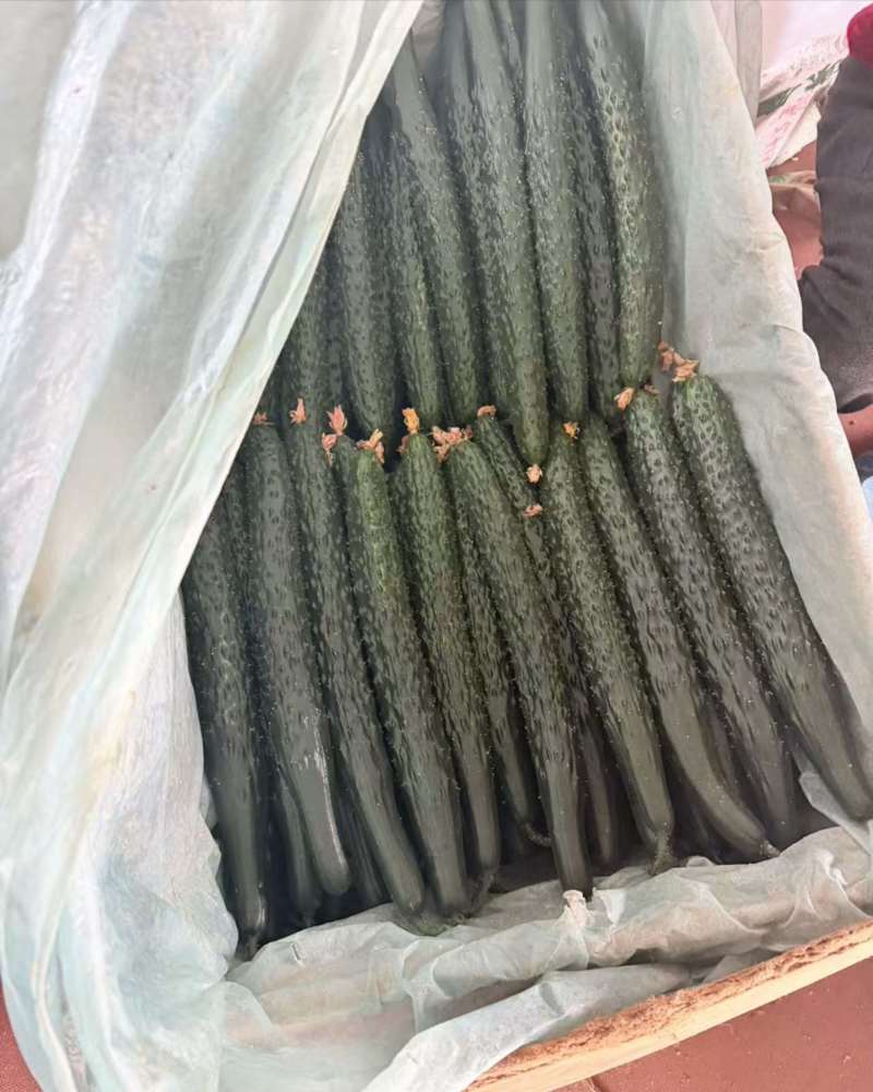 精品黄瓜大量有货