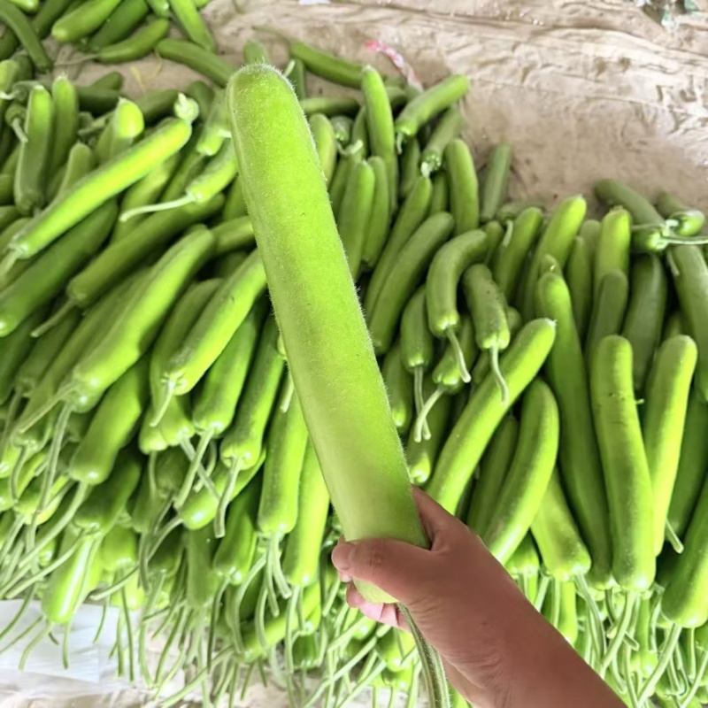精品瓠子瓜大量有货