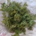 花新鲜花椒芽，当天采摘