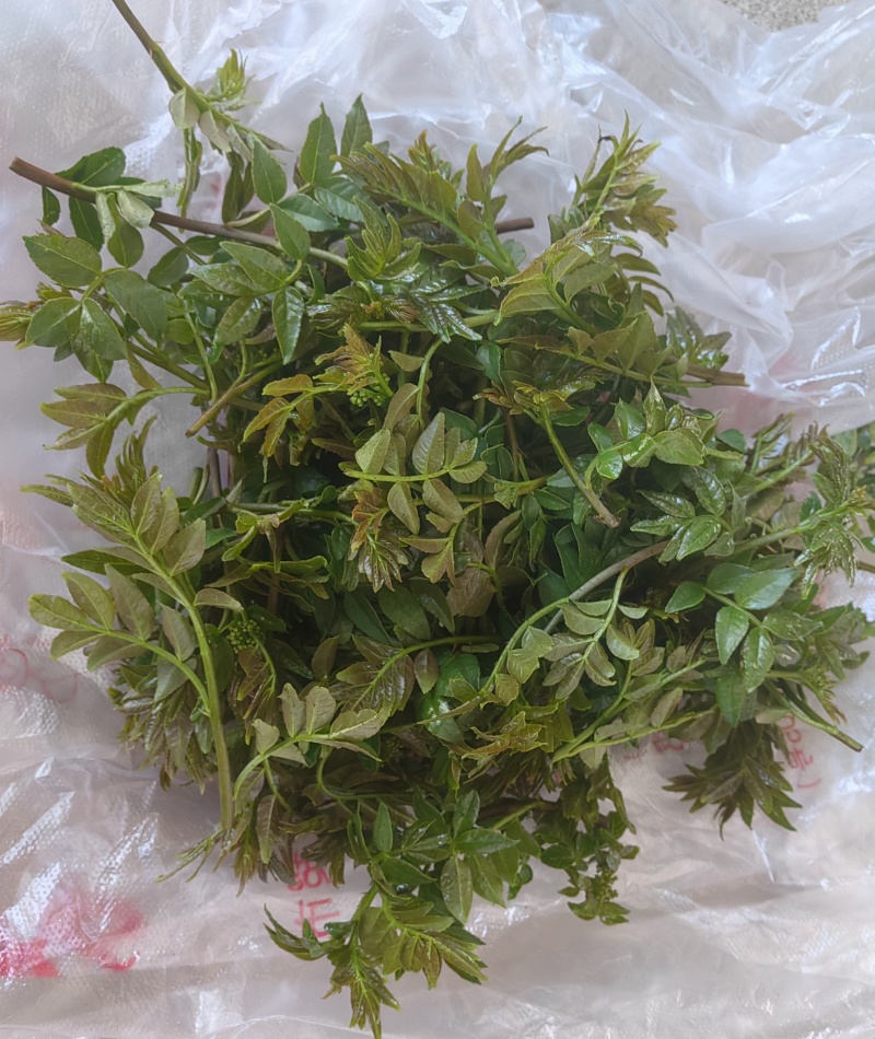 花新鲜花椒芽，当天采摘