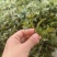 花新鲜花椒芽，当天采摘