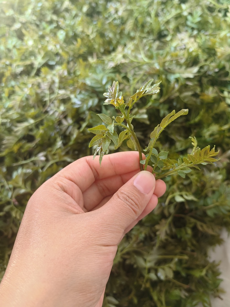花新鲜花椒芽，当天采摘