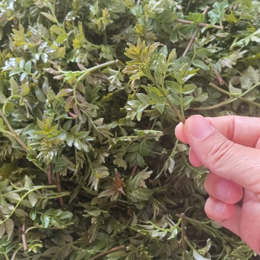花新鲜花椒芽，当天采摘