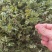 花新鲜花椒芽，当天采摘
