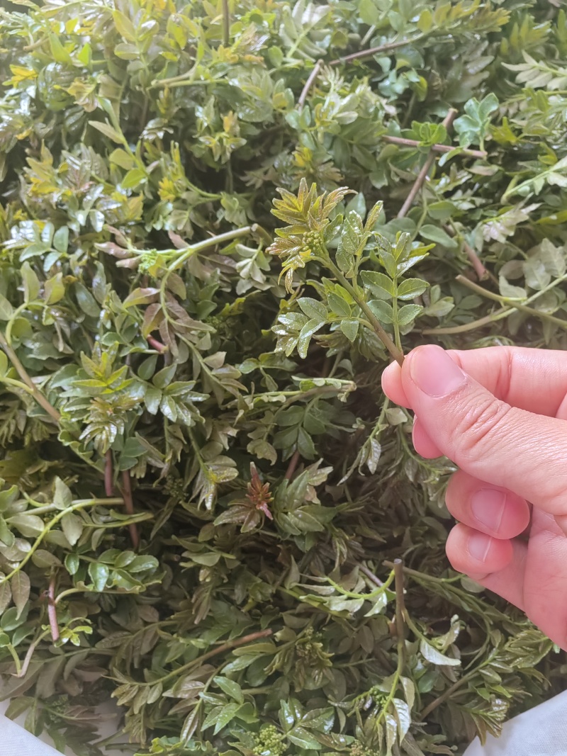 花新鲜花椒芽，当天采摘