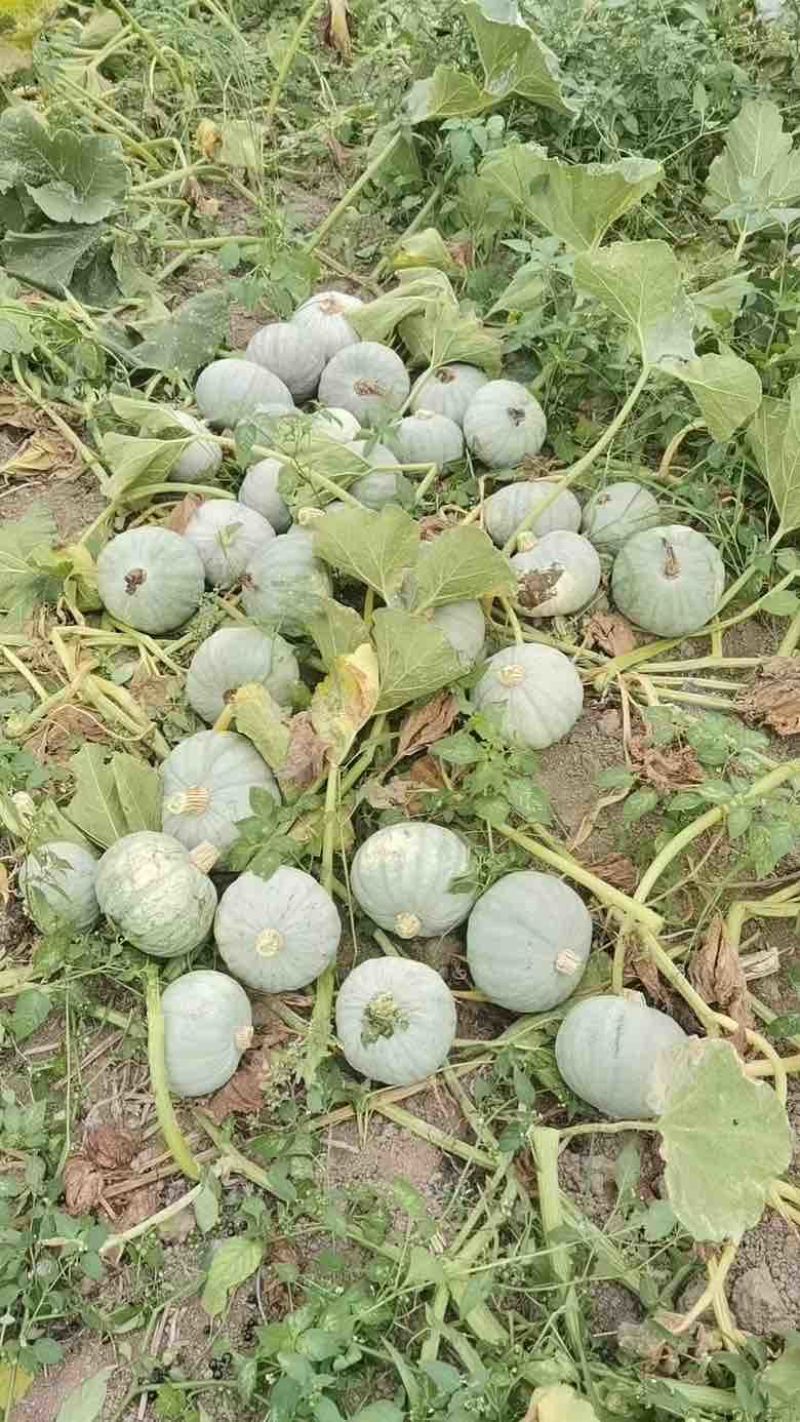 银板栗贝贝瓜