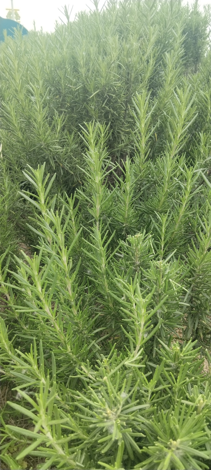迷迭香鲜枝出售