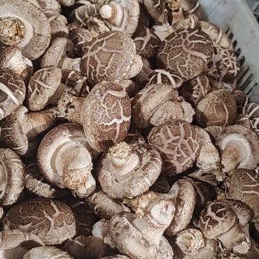 香菇
