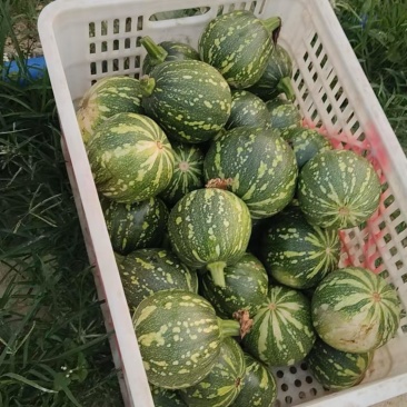 串串铃嫩南瓜，圆嫩南瓜