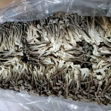 鹿茸菇古田食用菌