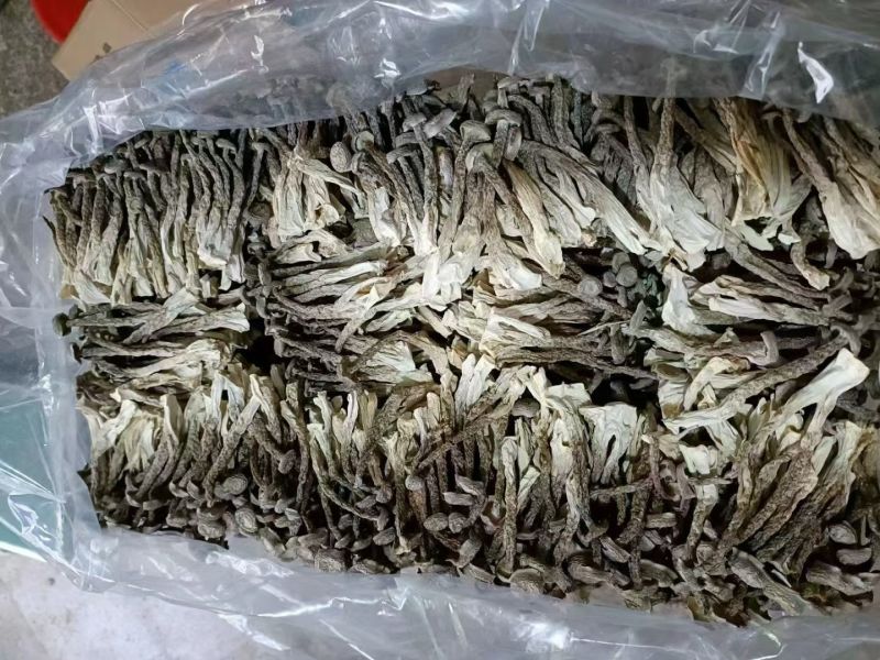 鹿茸菇古田食用菌