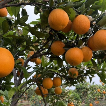 当季新鲜夏橙