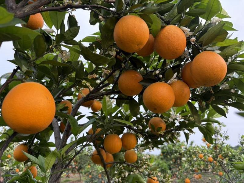 当季新鲜夏橙