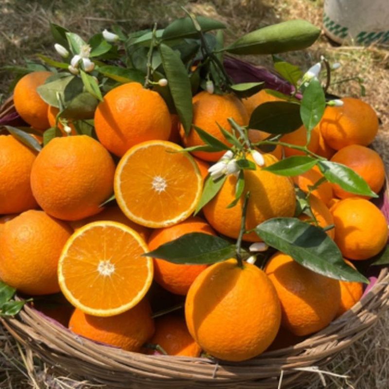当季新鲜夏橙