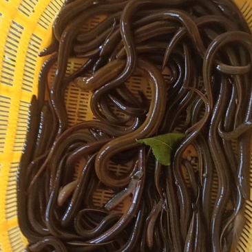 黄鳝