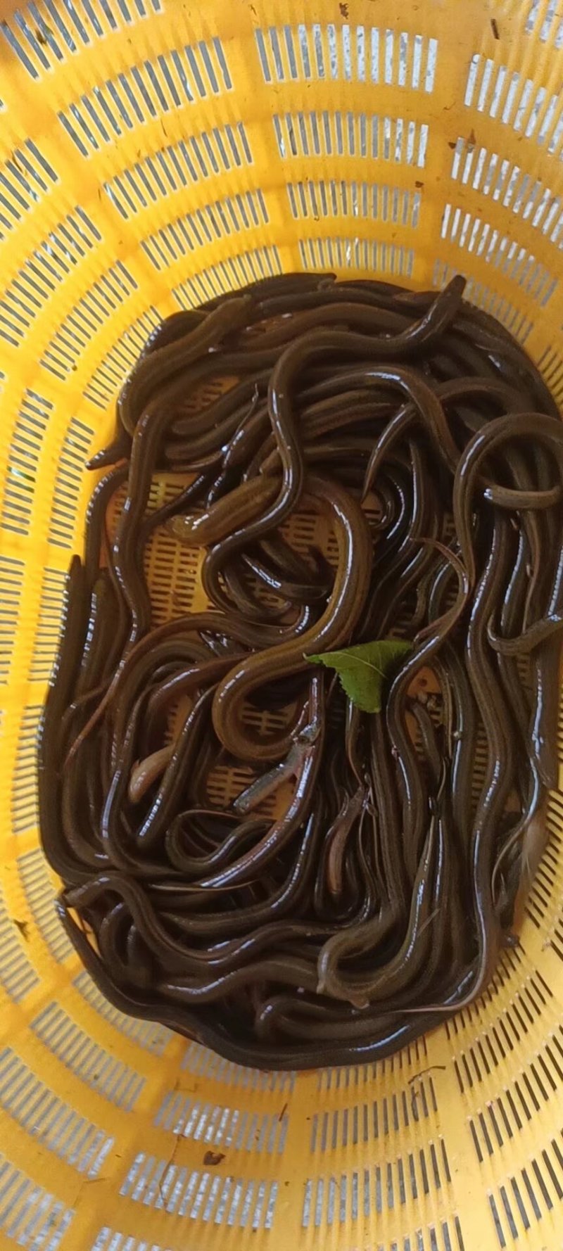黄鳝