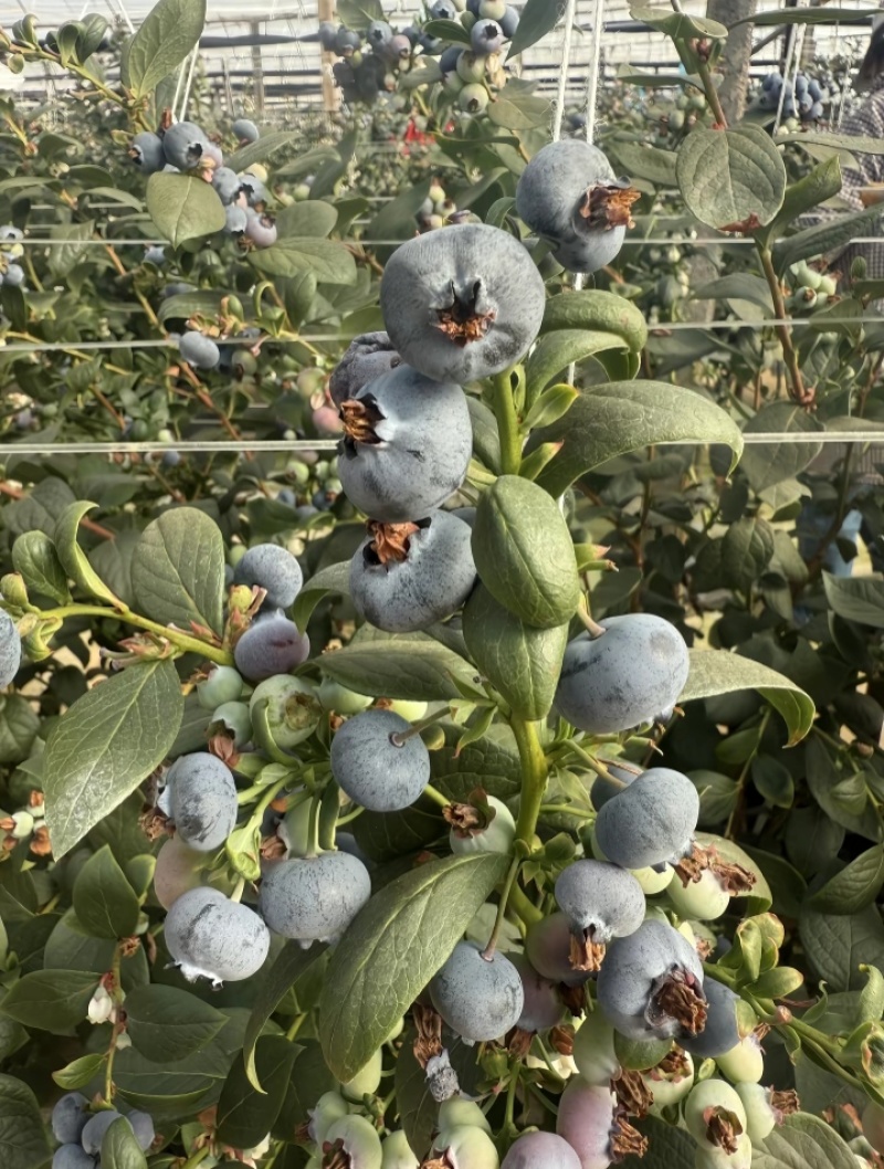 云南花香蓝莓