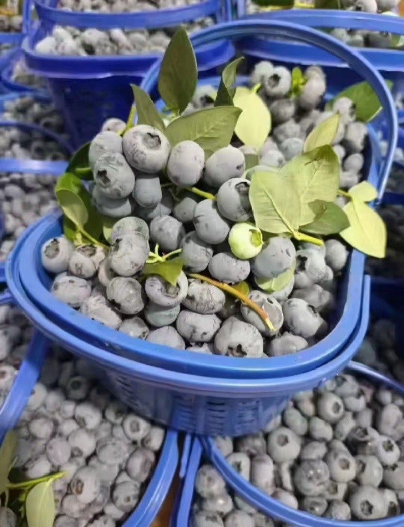 云南花香蓝莓