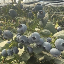 云南花香蓝莓