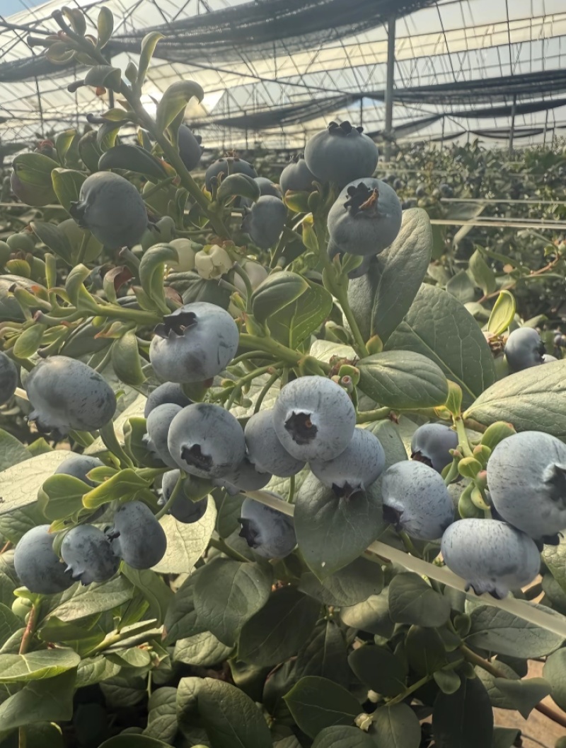 云南花香蓝莓
