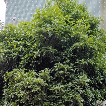 桂花树