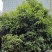 桂花树
