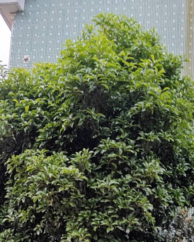 桂花树