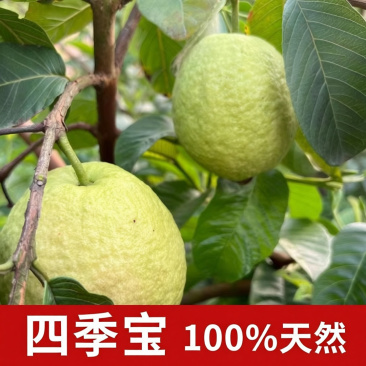 芭乐