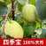 芭乐