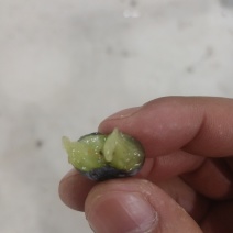 l25云南蓝莓