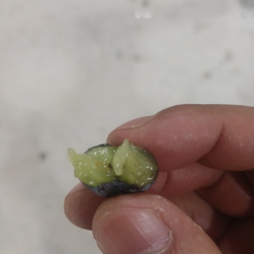 l25云南蓝莓