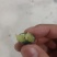 l25云南蓝莓