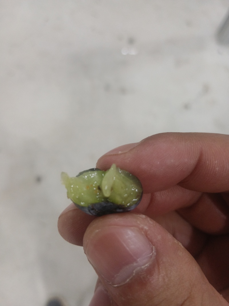l25云南蓝莓
