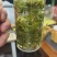 云雾茶电商精品货汤清味浓干茶包香有5000斤
