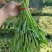 海宁大棚新鲜空心菜长期稳定供应