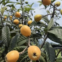枇杷