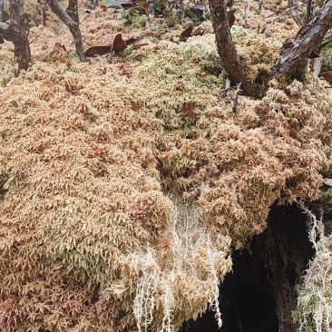 野生水苔