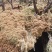 野生水苔