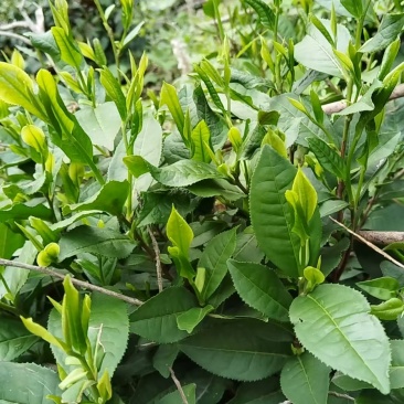 家乡高山绿茶，纯手工做的