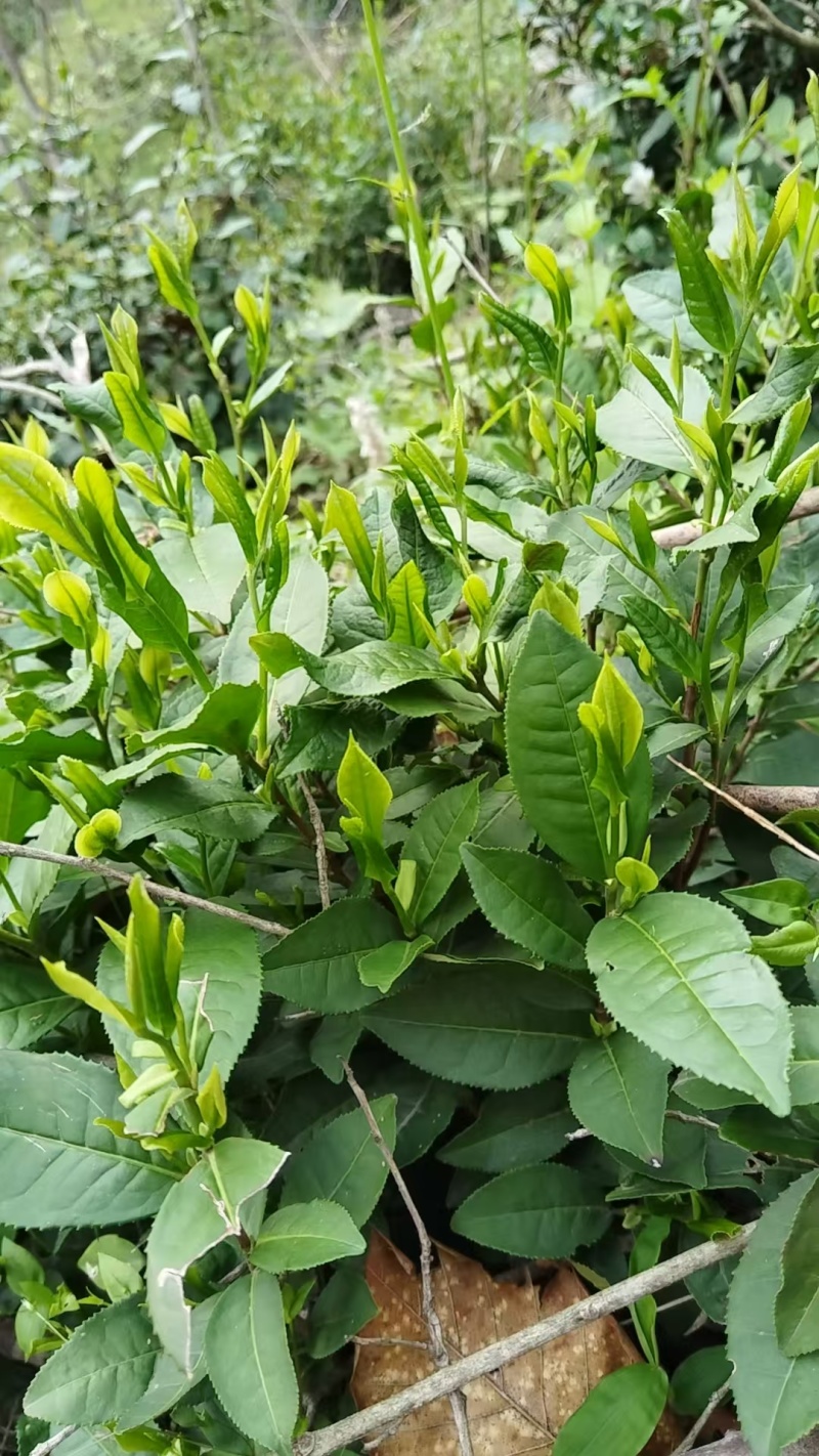 家乡高山绿茶，纯手工做的