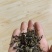 家乡高山绿茶，纯手工做的