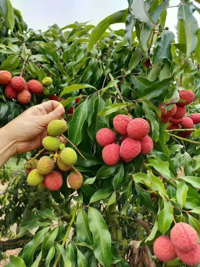 海南澄迈“海花荔”无核荔枝
